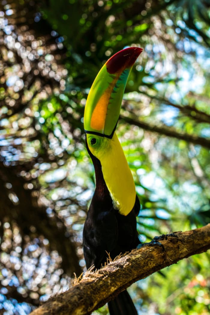 Toucan Belize